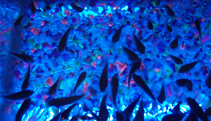 亲亲鱼围着皮肤勤勤恳恳的工作，带来轻痒的舒适感觉